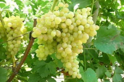 Кишмиш 342 или популярный и распространенный сегодня бессемянный сорт винограда