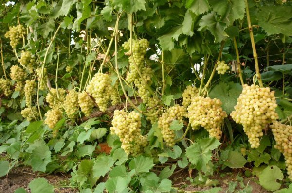 Более подробно ознакомиться с виноградом «Кишмиш 342» можно на фото ниже:
