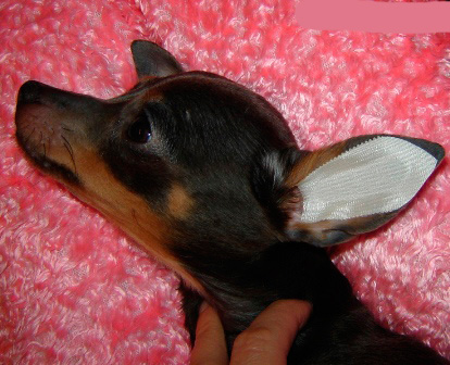 Kui kõrvad on kuivad, liimige disain koera kõrva, nagu on näidatud fotol, ja tõmmake see hoolikalt välja